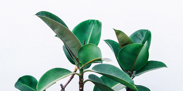 Guida completa alla farmacia online: tutto ciò che devi sapere per acquistare in sicurezza e convenienza